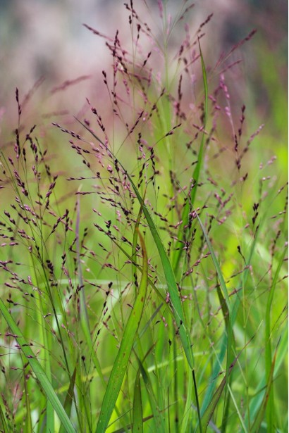 Panicum virgatum Squaw